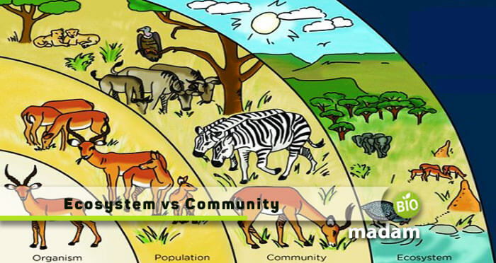 Difference Between Ecosystem and Community - biomadam