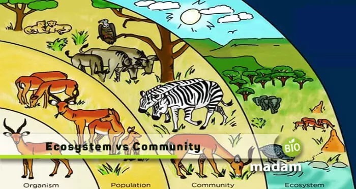 Ecosystem-and-Community