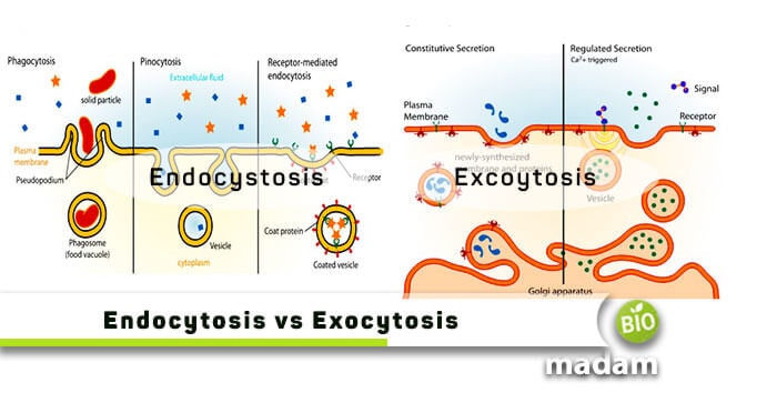 Endocytosis-and-Exocytosis
