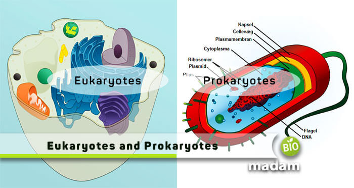 Eukaryotes-and-Prokaryotes