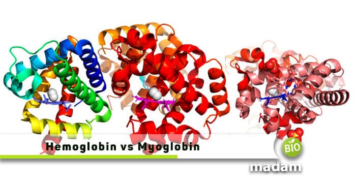Hemoglobin-and-Myoglobin