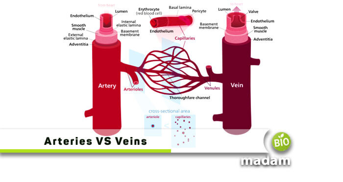 arteries vs veins