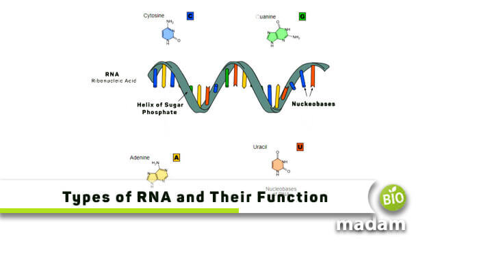 Types-of-RNA-and-Their-Functions
