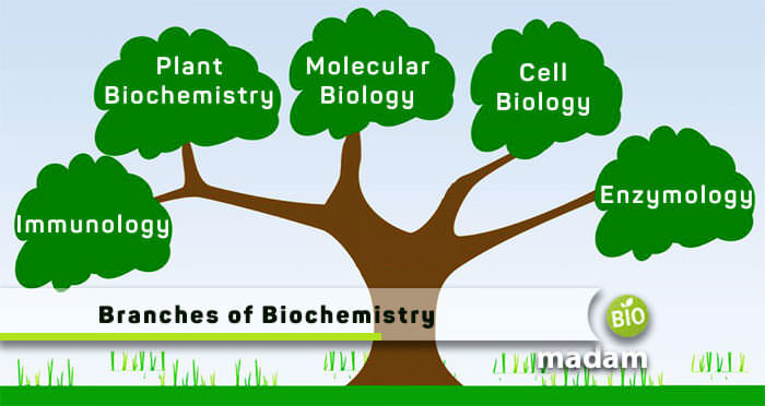 branches of biochemistry