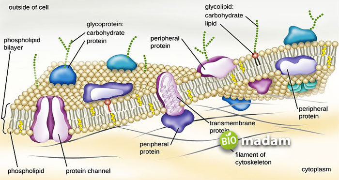 lipid-in-cell-membrane