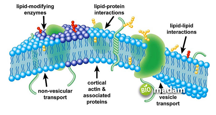 lipid-in-cell-membrane