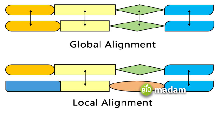 local & global alignment