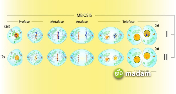 meiosis type 1 and 2