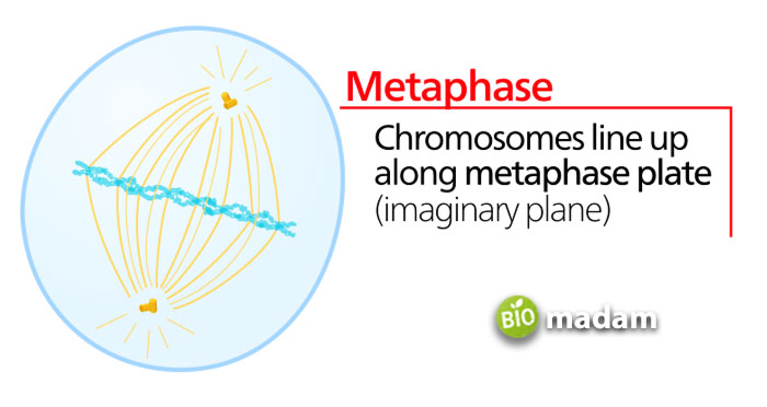 mitosis-metaphase