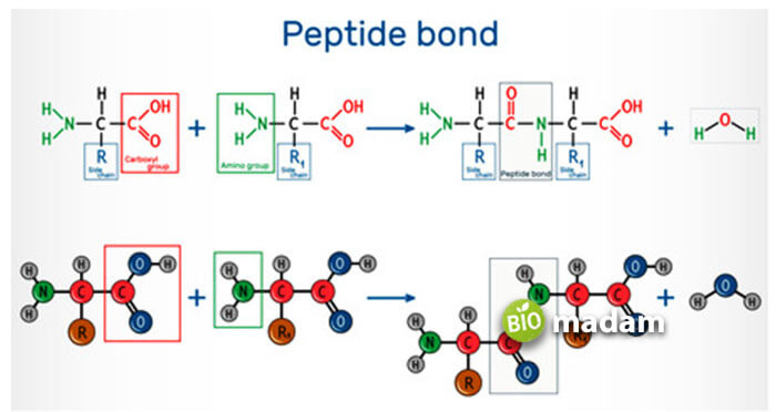 peptide bond formation 