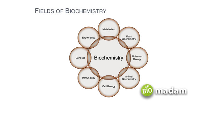 primary branches of biochemistry