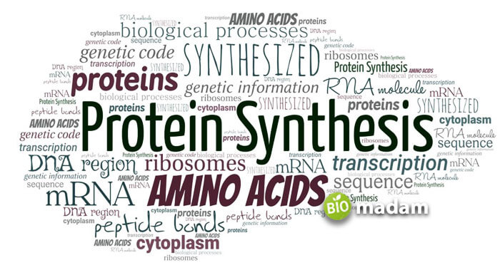 protien synthesis