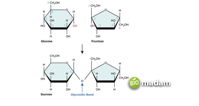 glycosidic bond