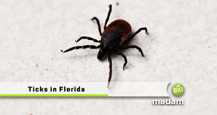 Ticks-in-Florida