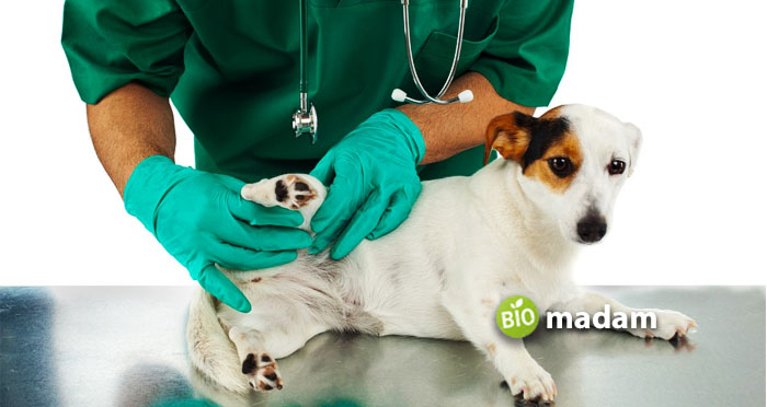 doctor-examine-the-dog
