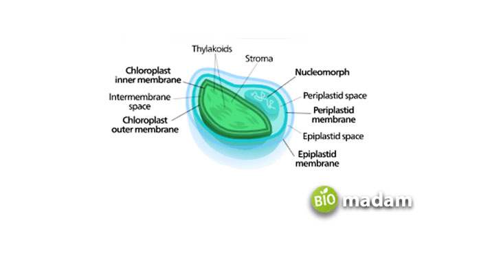 Nucleomorph-chloroplast