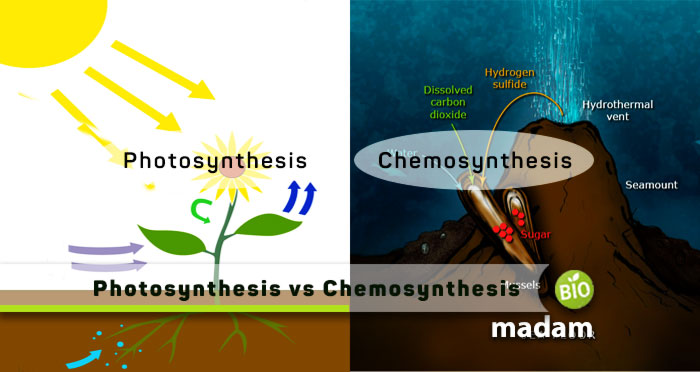 Photosynthesis-vs-Chemosynthesis