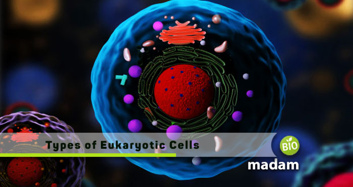 Types-of-Eukaryotic-Cells
