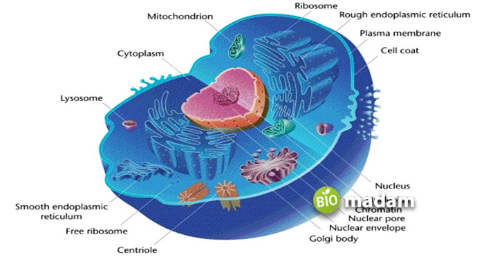 animal-eukaryotic-cell