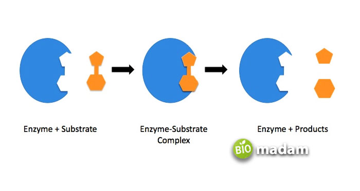 structure-of-enzyme