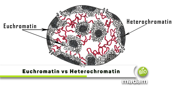 Euchromatin-And-Heterochromatin