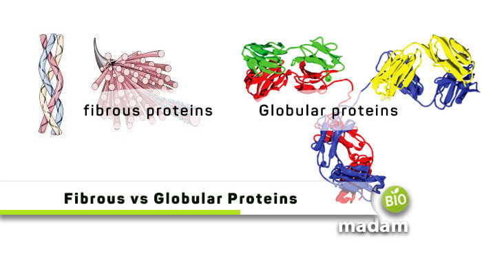Fibrous-vs-Globular-Proteins