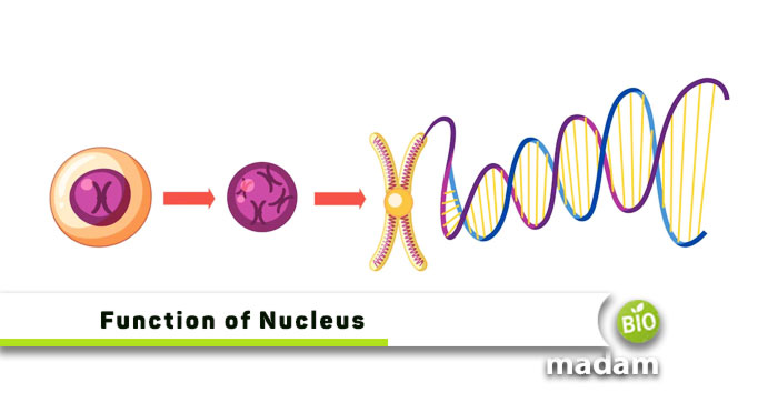 Function-of-Nucleus