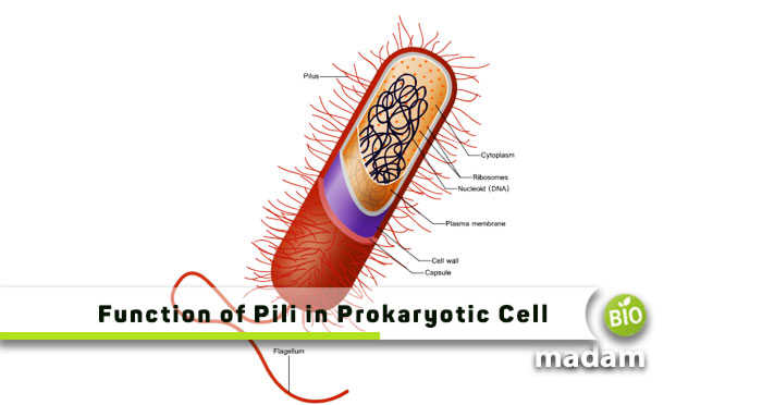 Function-of-Pili-in-Prokaryotic-Cell