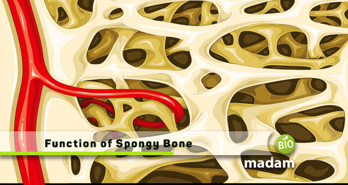 Function-of-Spongy-Bone