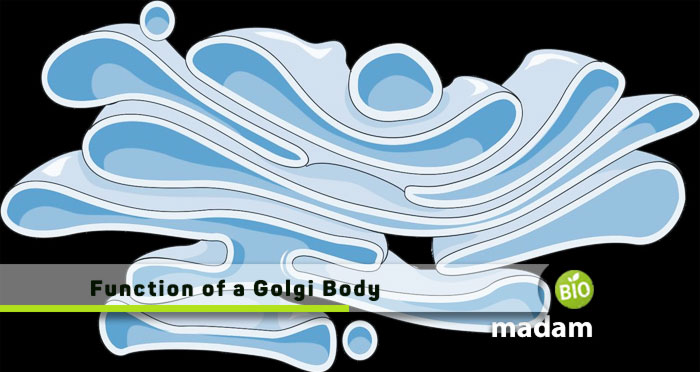 Function-of-a-Golgi-Body