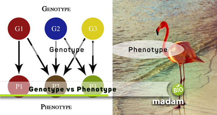 Genotype-vs-Phenotype