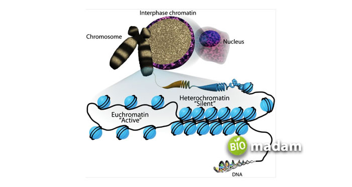 Heterochromatin-and-Euchromatin-connection