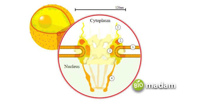 Human-cell-Nucleus-Structure