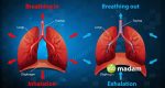 Different Types of Respirations - biomadam