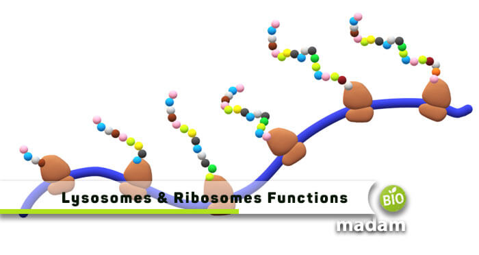 Function of Lysosomes & Ribosomes in Animal Cell - biomadam
