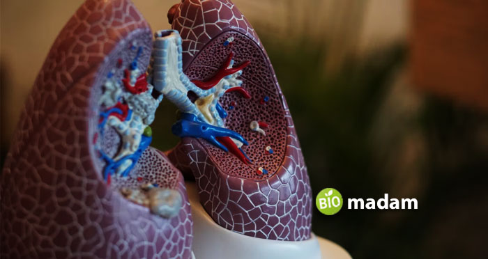 Structure-of-lungs