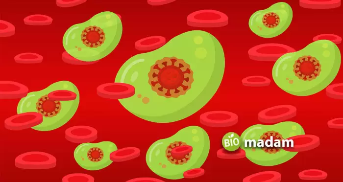 blood-antibody-virus-immunity