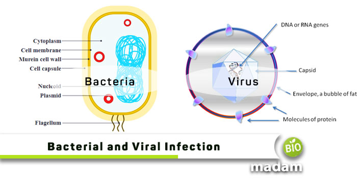 Bacterial-and-Viral-Infection