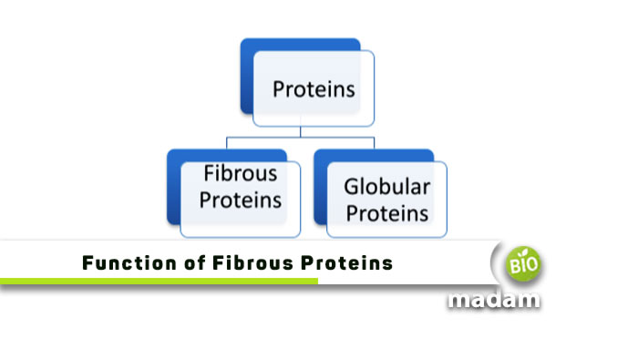 Function-of-Fibrous-Proteins