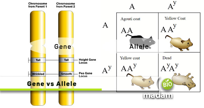 Gene-and-an-Allele