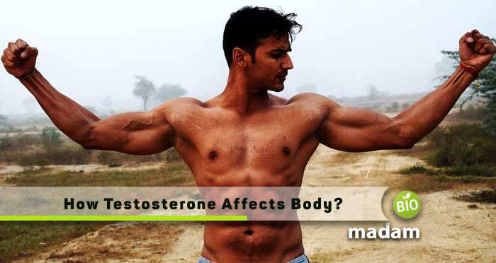 How-Testosterone-Affects-body