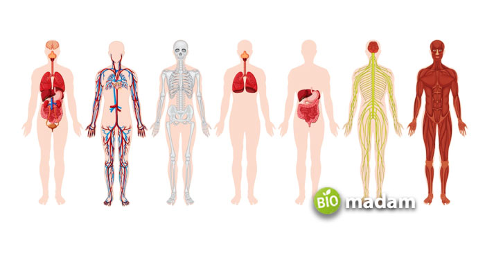 Human-Body-Anatomy