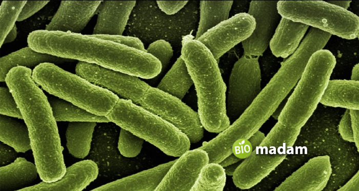 Koli-Bacteria