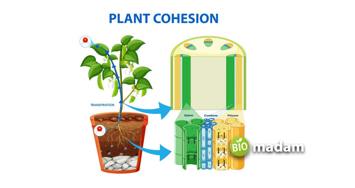 Plant-Cohesion