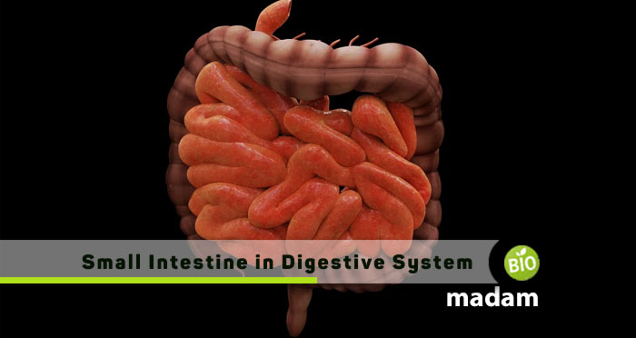 Small-Intestine-in-Digestive-System