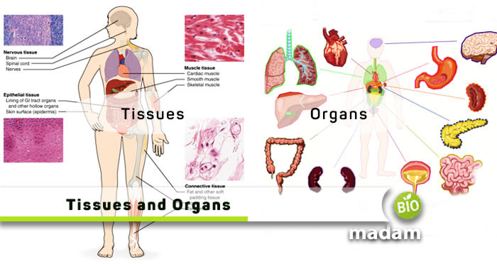 Tissues-and-Organs