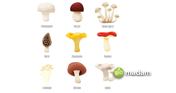 Types-of-Fungi