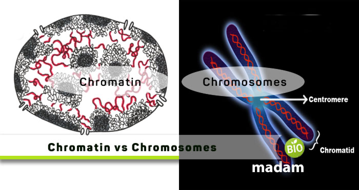 Chromatin-and-Chromosomes