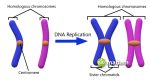 Difference Between Chromatin and Chromosomes - biomadam