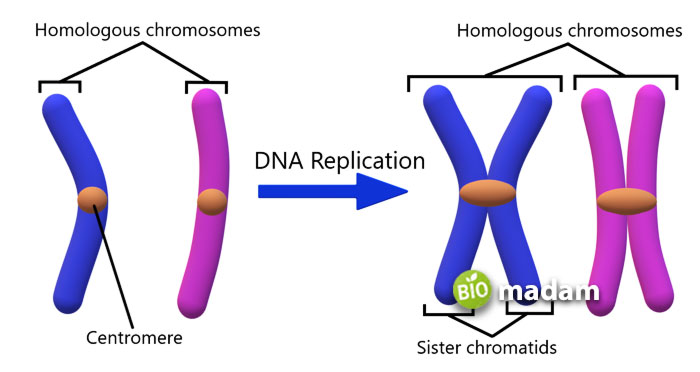 Chromosomes-terminology